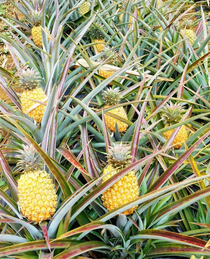 Cultivo de Piña - Cosecha